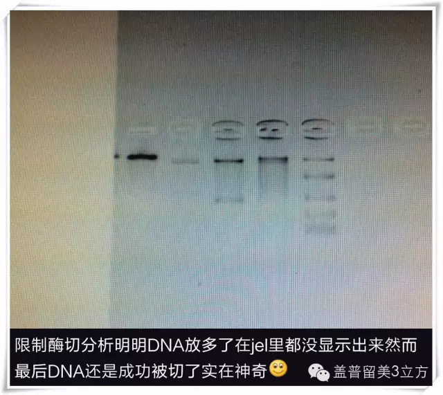 德國哥廷根XLAB科學夏令營（10-12年級，大一、大二）